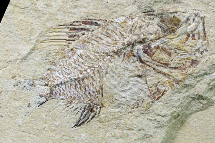 Cretaceous Fossil Fish (Stichocentrus) - Lebanon #162735